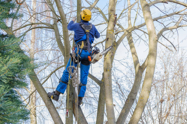 Trusted East Liverpool, OH Tree Care Experts