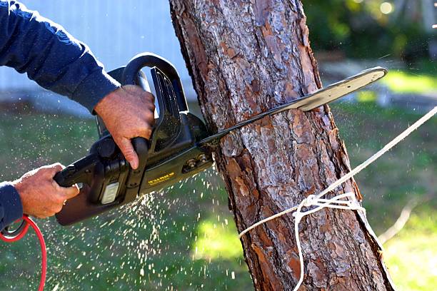 Best Tree Preservation Services  in East Liverpool, OH